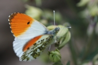 L'Aurore. Un mle (Lpidoptre - Pieridae - Anthocharis cardamines)